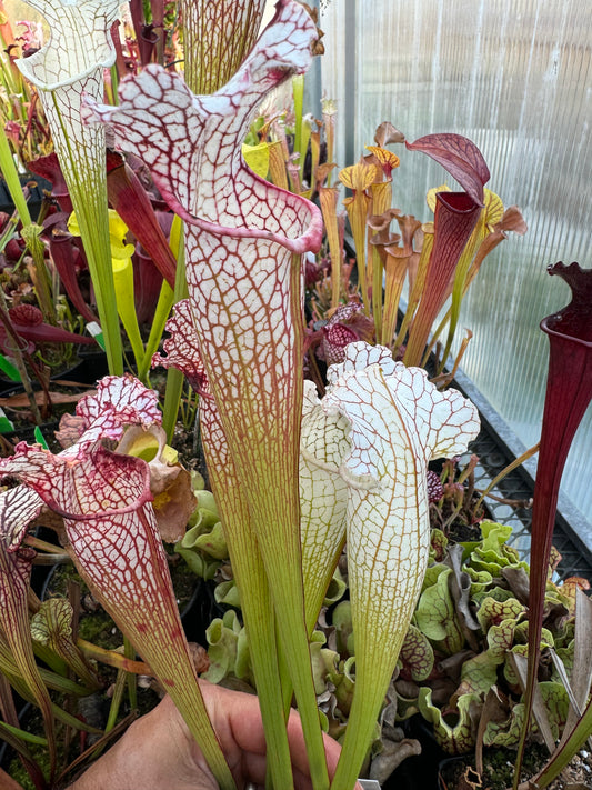 Sarracenia x White Mitchelliana x leucophylla HCW F (Shipped Bare-Root)