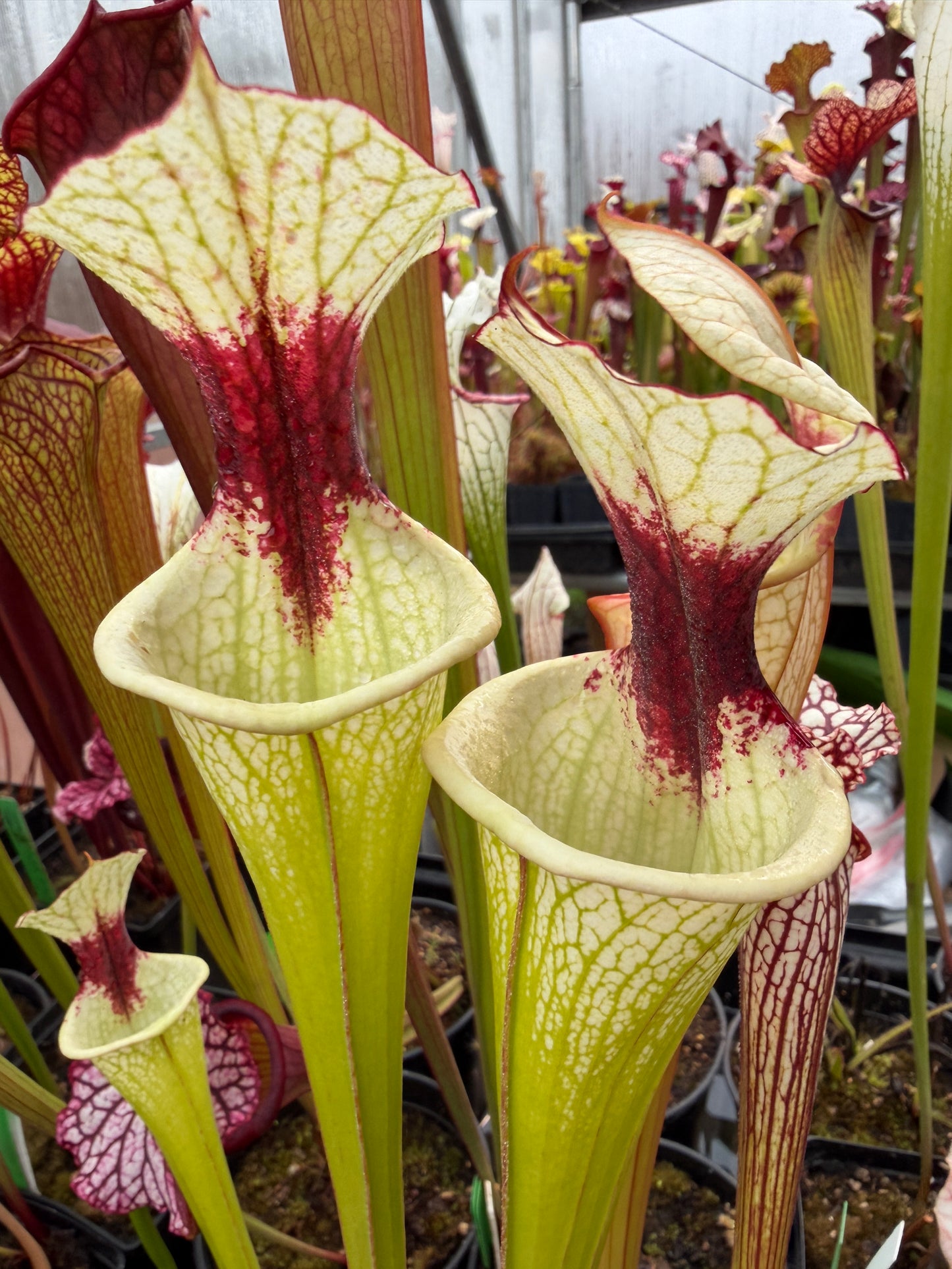Sarracenia x White Slack (Shipped Bare-Root)