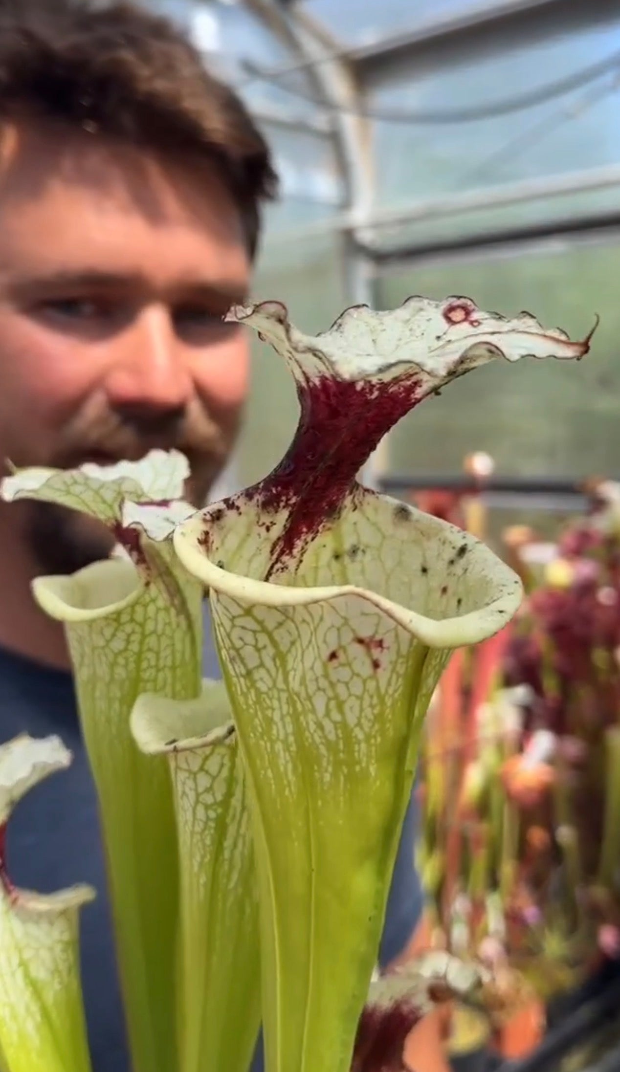 Sarracenia x White Slack (Shipped Bare-Root)