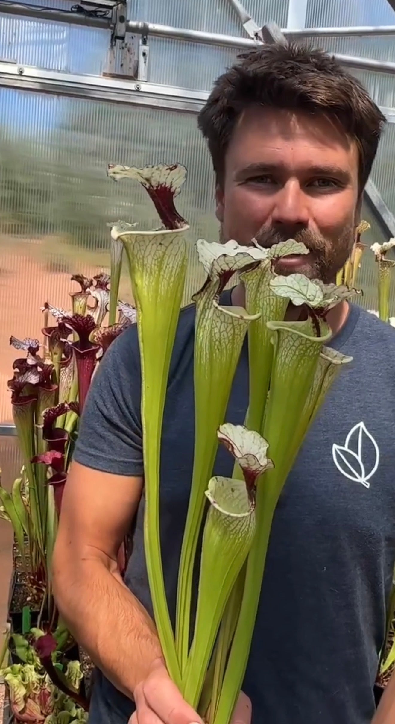 Sarracenia x White Slack (Shipped Bare-Root)