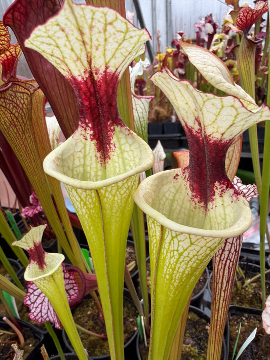 Sarracenia x White Slack (Shipped Bare-Root)