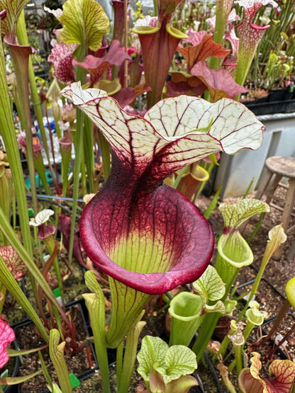 Sarracenia x White Walker (Shipped Bare-Root)