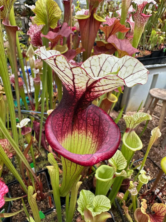 Sarracenia x White Walker (Shipped Bare-Root)