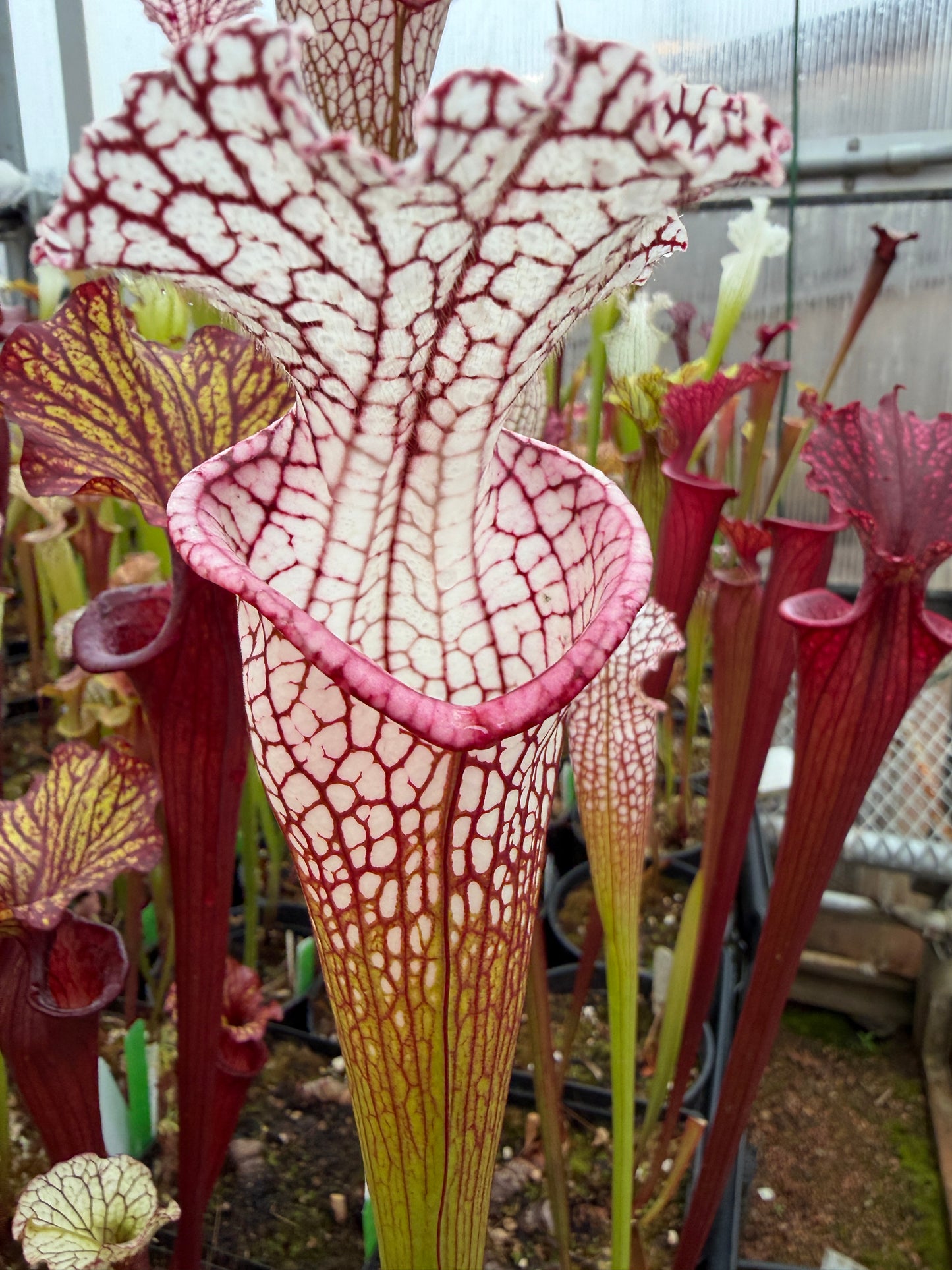 Sarracenia x Wilkerson Red Rocket x leucophylla HCW F #2 (Shipped Bare-Root)