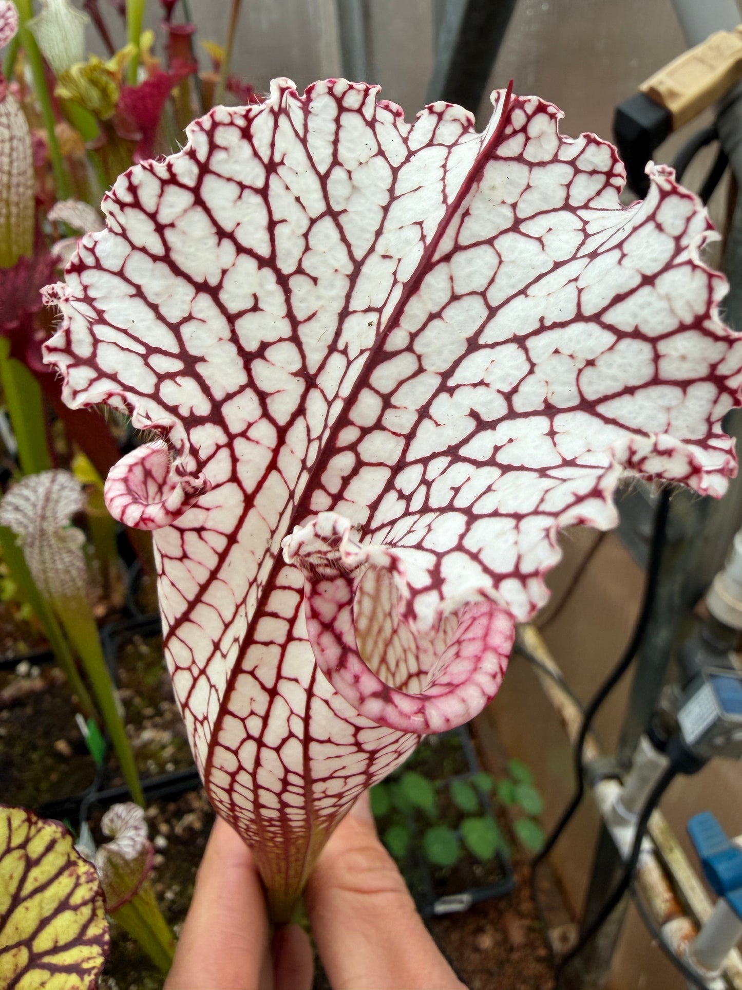 Sarracenia x Wilkerson Red Rocket x leucophylla HCW F #2 (Shipped Bare-Root)