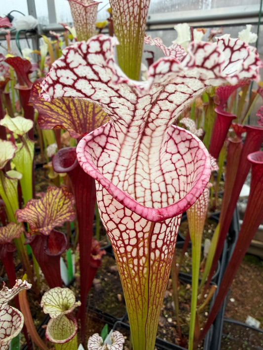 Sarracenia x Wilkerson Red Rocket x leucophylla HCW F #2 (Shipped Bare-Root)