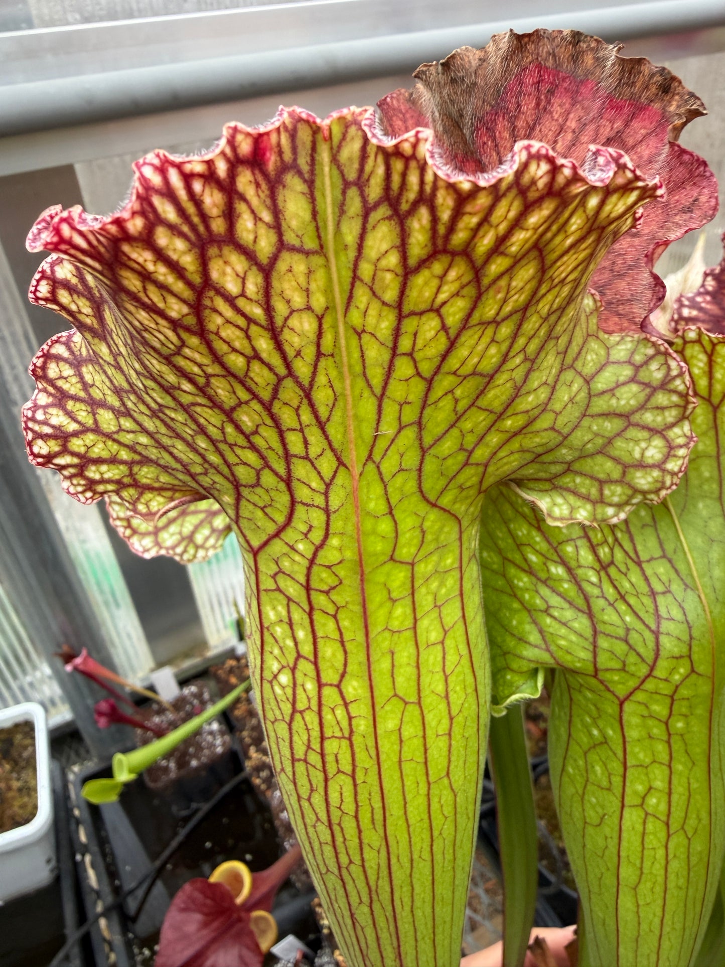 Sarracenia x Wintermute - Small (Shipped Bare-Root)