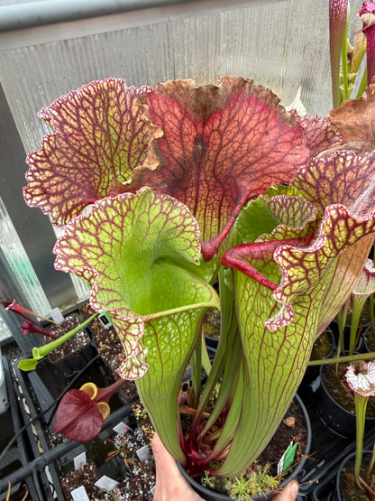 Sarracenia x Wintermute - Small (Shipped Bare-Root)