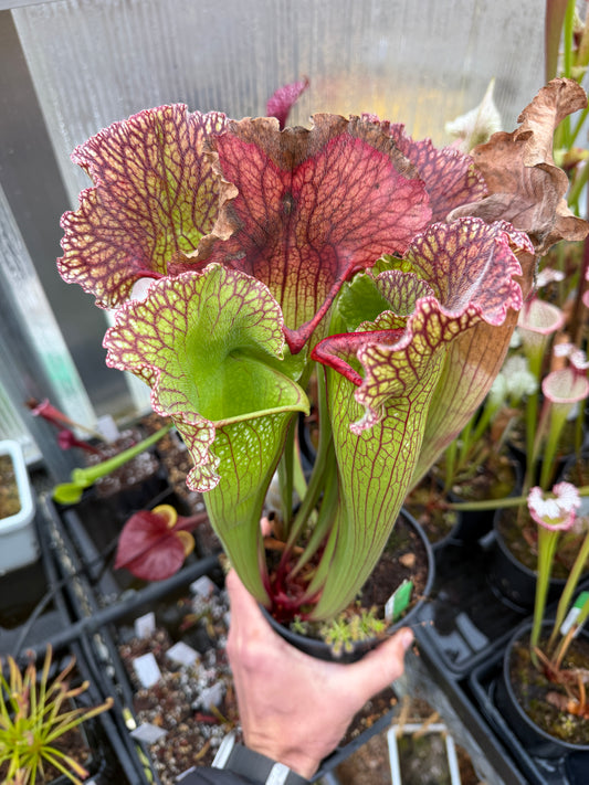 Sarracenia x Wintermute - Small (Shipped Bare-Root)
