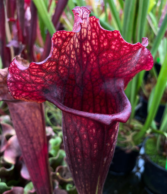 Sarracenia x Wizzleberry Toad (Shipped Bare-Root)