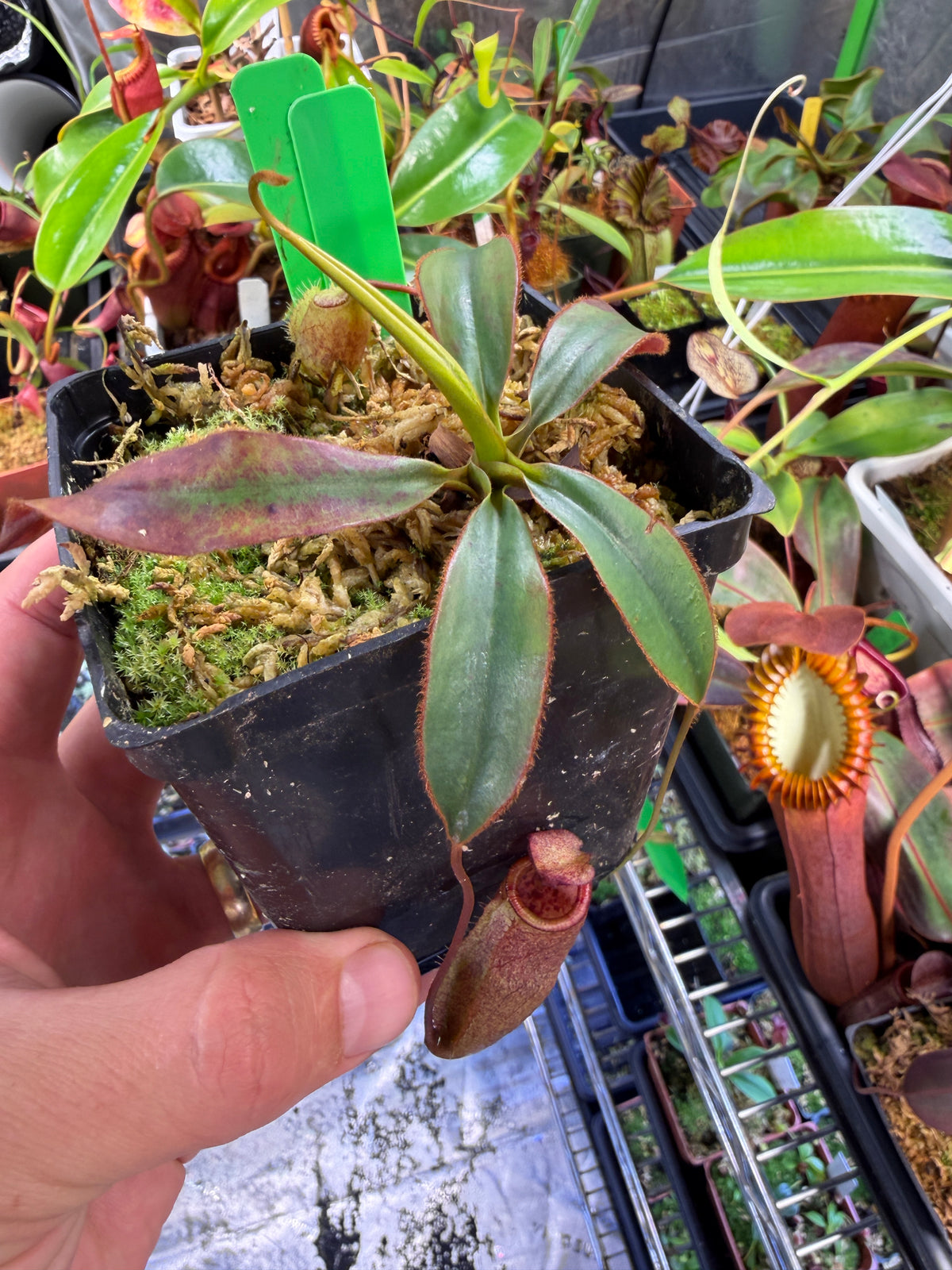 Specimen Nepenthes attenboroughii Seed Grown