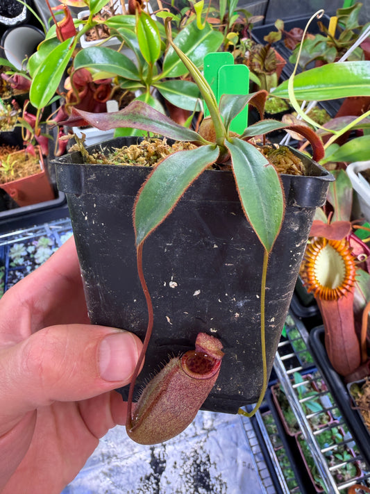 Specimen Nepenthes attenboroughii Seed Grown