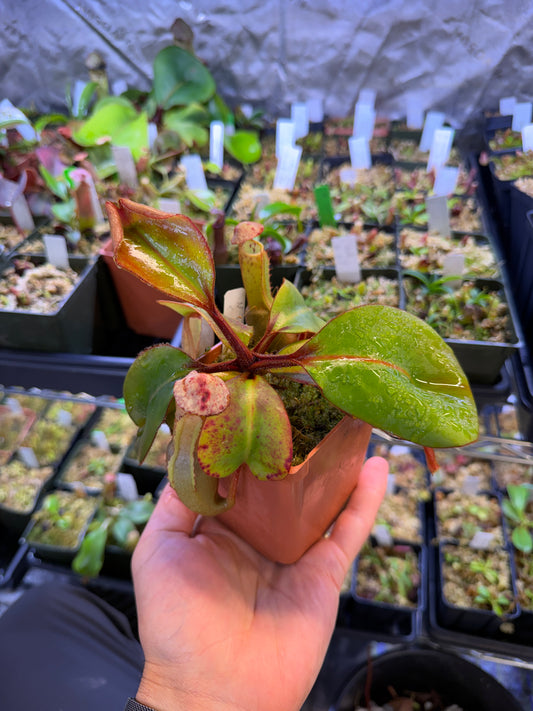 Specimen Nepenthes clipeata Hort Species SG Specimen
