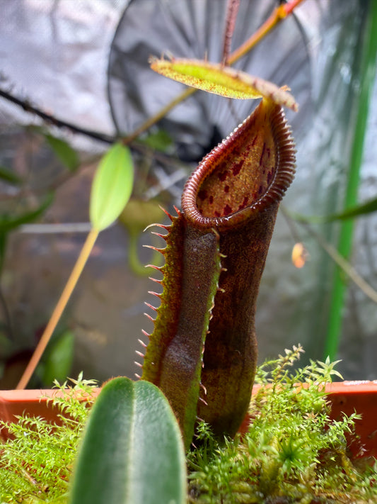Specimen Nepenthes singalana Kunyit Giant