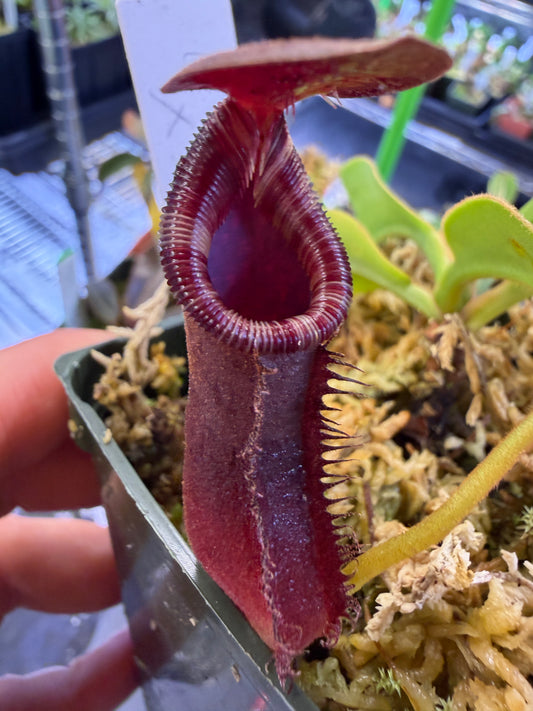 Specimen Nepenthes (truncata x ephippiata) x lowii