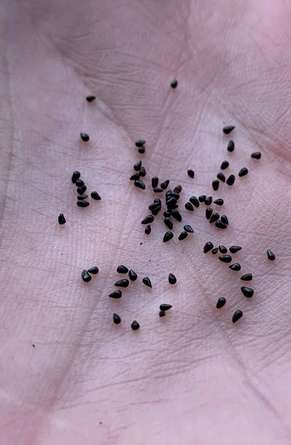 Venus flytrap seed mix 2026 from Jeremiah's Plants