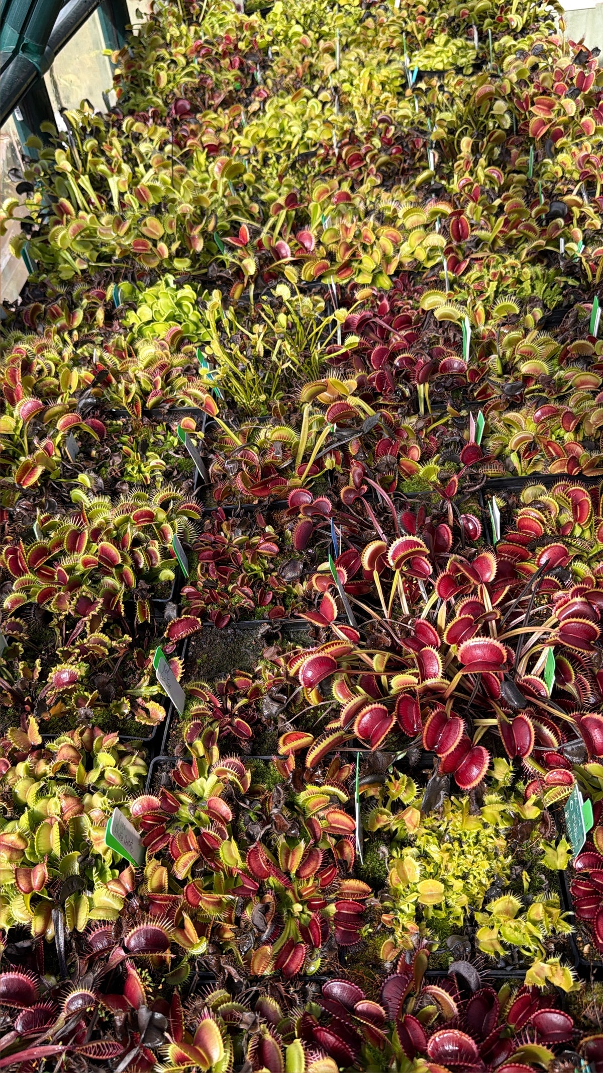 Venus flytrap mother plant used for the 2026 mixed seed