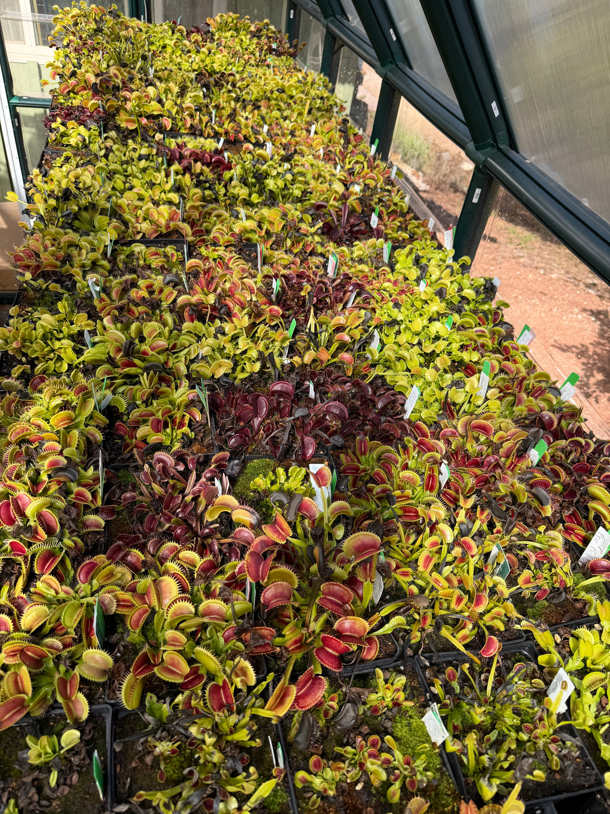 Venus flytrap mother plant used for the 2026 mixed seed